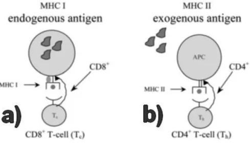Figure  1.  Schematic  representation  of  APC  pathways.  A)  Antigen  presentation  by  MHC  I