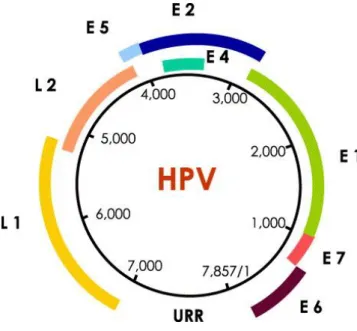 Figure 3. HPV genome structure. HPV genome is represented as a 7857 base pair circular DNA molecule