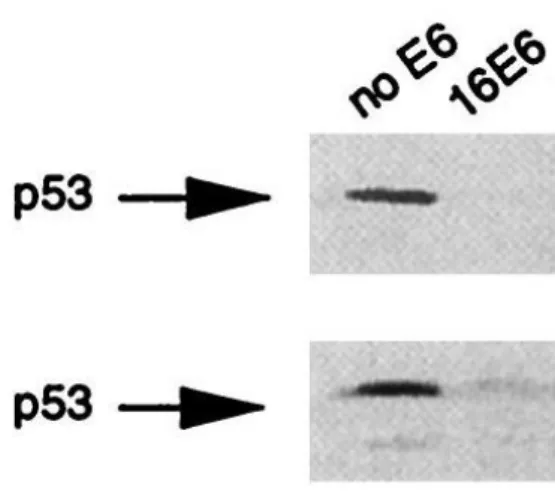 Figure 5. Degradation of p53 in the presence of HPV 16 E6 protein (adapted from [61])