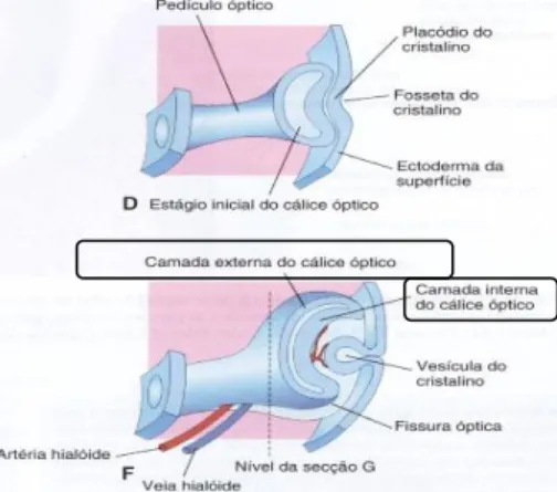 Figura 1- Processo de formação do cálice óptico e da parede dupla                          que dá origem á camada interna e externa da retina