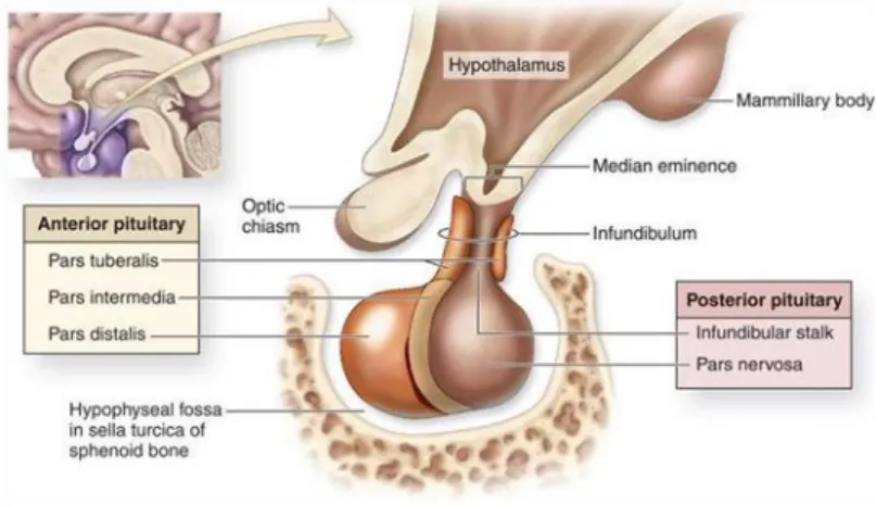 Figura 2 – Anatomia da glândula pituitária equina. Adaptado de ACBIO 230 Study Guide 