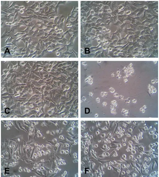 Figura 9. Análise da morfologia das células OSCC 3 por Microscopia de Contraste de Fase