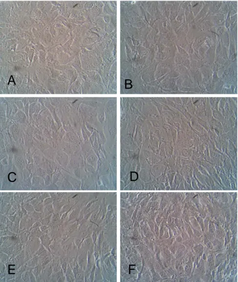 Figura 10. Análise da morfologia das células NIH 3T3 por Microscopia de Contraste de Fase