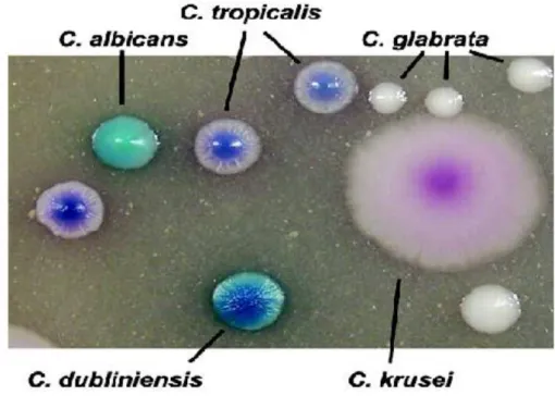 Figura 7 – Candidas identificadas por cores no meio Chromagar Candida  Fonte: Fotos do site CHROMagar Company 