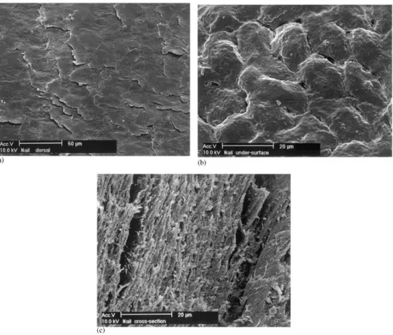 Figura 1 – Microscopia eletrônica de varredura da lâmina ungueal humana: (a) superfície dorsal, (b)  face ventral e (c) corte transversal