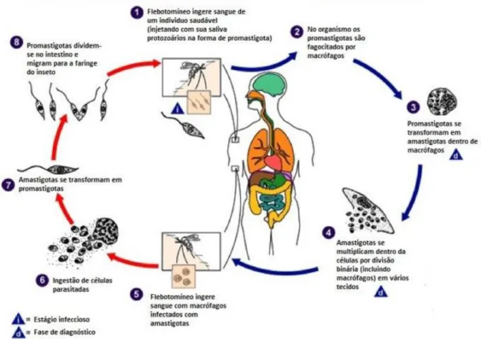 Figura 9: Estágios de flebotomíneos e em humanos 