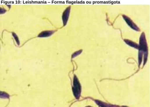 Figura 10: Leishmania – Forma flagelada ou promastigota 