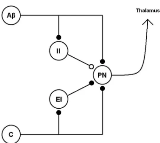 Figure 1. The architecture of the Gate Control System used for  modeling purposes. The descending control pathway was omitted