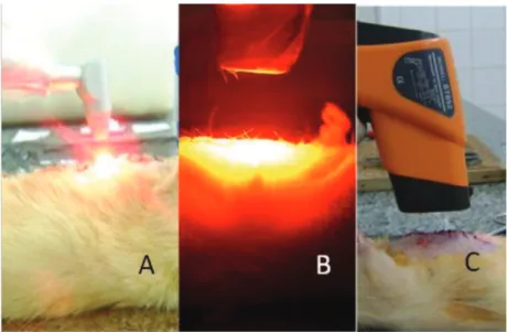 Figure 2. Incision temperature measurement: A) Laser irradiation; B) LED irradiations; C) Temperature measurement.