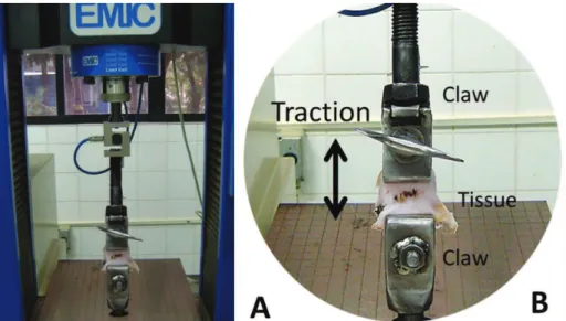 Figure 3. Tensiometric analysis: A) Equipment for tensiometric analysis at the Mechanical Testing Laboratory of the National Industrial  Learning Service in Teresina (PI), model DL2000 (Emic  ® ); B) Positioning and stretching the tissue.