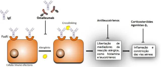 Figura  1:  Progressão  da  resposta  alérgica  na  asma,  e  níveis  de  acção  de  vários  tratamentos  e  do  Omalizumab