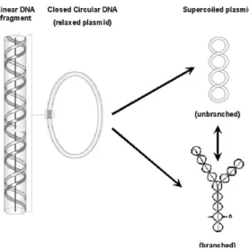 Figure 2 - Schematic representation of DNA structure. Linear, open circular and supercoiled topologies  (adapted from [2]) 