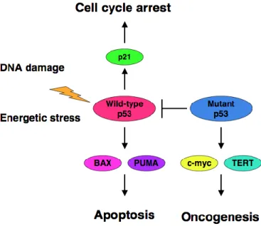 Figure 3- Dominant- negative effect of mutant p53 on wild-type p53. Pro-apoptotic function of p53 is  significantly  inhibited  by  certain  p53  mutants  which  induce  malignant  transformation  (adapted  from  [15])