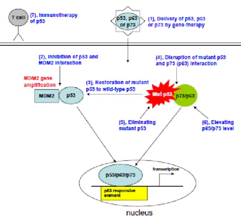 Figure 4- Strategies for targeting restoration of p53 function: (1), delivery of p53, p63 and p73 by gene- gene-therapy; (2), inhibition of p53 and MDM2 interaction; (3), restoration of mutant p53 to wild-type p53; 