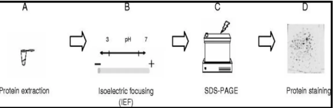 Figure  9  -Typical  two-dimensional  electrophoresis  (2DE)  workflow  for  generating  protein  maps
