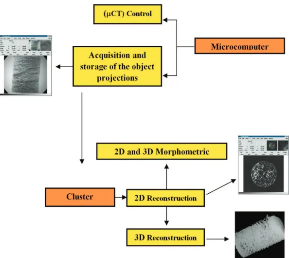 Figure 2. Steps of computed X-ray microtomography.