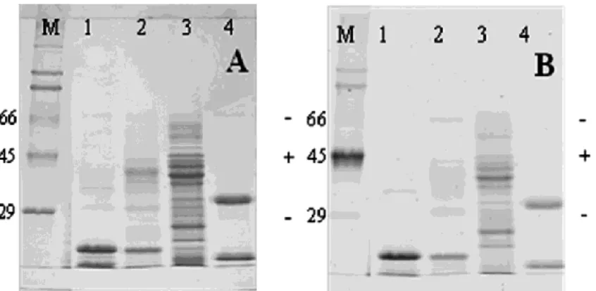 Figure 2.2. Detection of phosphoryl groups in BCO. BCO, α, β, and γ-conglutins were purified from L