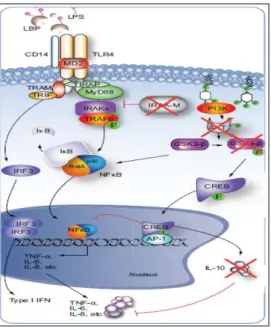 Fig. 5 Deficiency of negative feedbacks in TLR4 pathway in  cirrhotic monocytes 