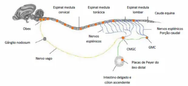 Figura 2 - Prováveis vias de propagação do prião (regiões com depósitos a vermelho) desde  o intestino ao cérebro, via sistema nervoso autónomo (Hoffmann et al