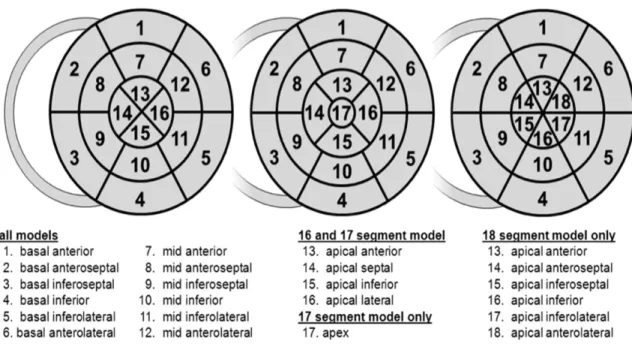 Figura 8. Modelo esquemático de diferentes segmentações do VE 