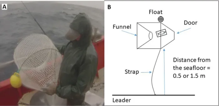 Fig. 1. – Semi-floating shrimp traps used in the experiment. A, photo of a trap; B, scheme of the trap and attachment to the main line