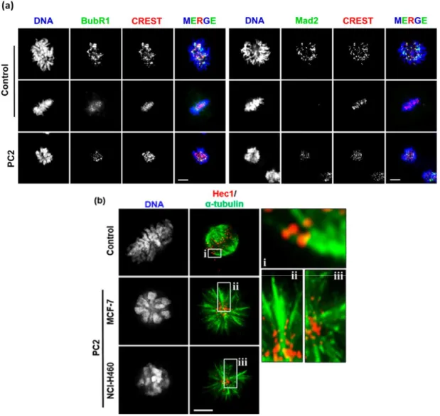 Figure 4. Treatment with PC2 activates the spindle assembly checkpoint in MCF-7 and NCI-H460 cells.