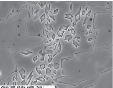 Figure 4. Angular precipitates in the ferrite of E2595-15  reheated weld metal.