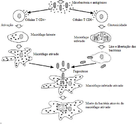 Figura 2 - Mecanismo de ação das células Th e Tc na tuberculose (adaptado de McMurray, 1996)