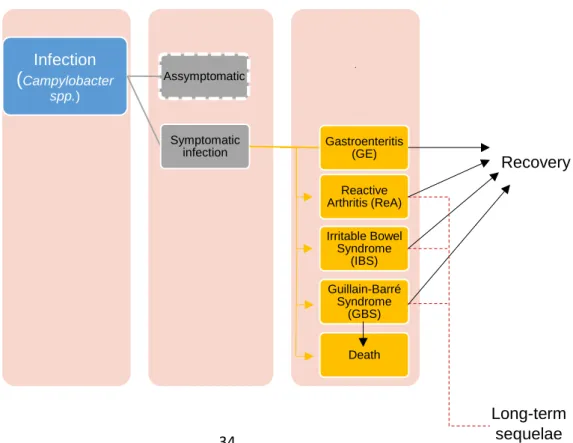 Figure  8  -  Outcome  tree  for  Campylobacter  spp.  Outcomes  with  dashed  white  lines  are  currently not considered in the model