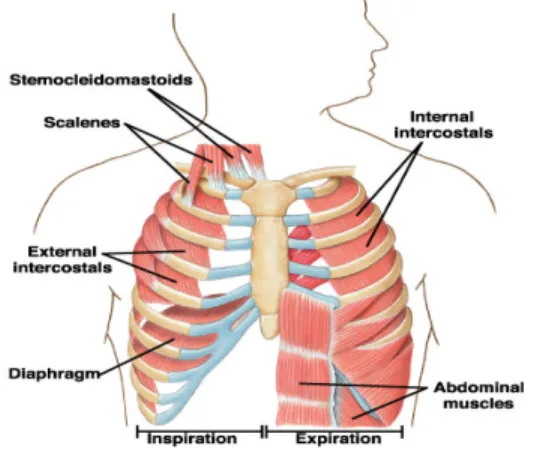 Figura 1 - Principais Músculos Ventilatórios 