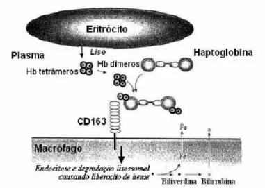 Figura  1:  Ligação  do  complexo  Hp-Hb  ao  receptor  CD  163  dos  macrófagos  (www.wipo.org/.../ getbykey5?KEY=02/32941.020725) 