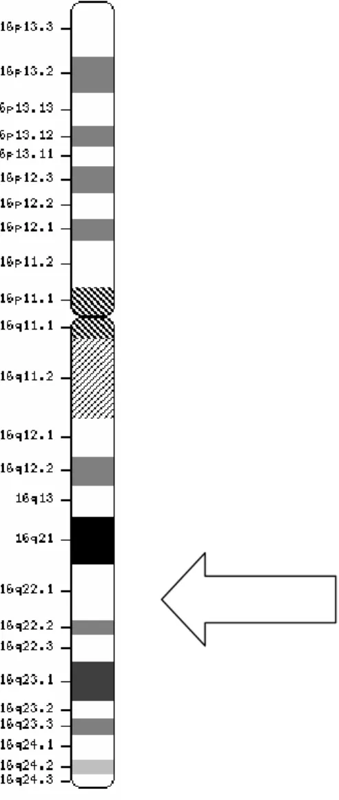 Figura  6:  Cromossomo  16  de  Homo  sapiens. A  seta  indica  a  localização  exata  do  locus   gênico  de  Hp  (http://www.ncbi.nlm.nih.gov/mapview/maps.cgi? 