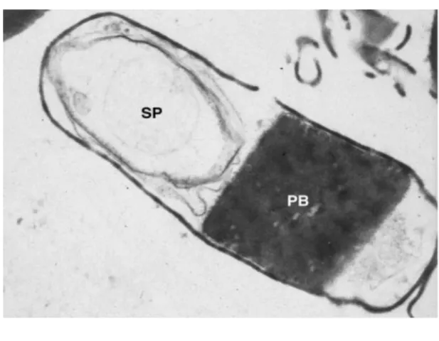 Figura  4.  Microscopia  eletrônica  de  transmissão.  Célula  de  Bacillus  thuringiensis  em  esporulação,  PB  –  corpo  proteico  e  SP  –  esporo (De Maagd et al., 2001) 