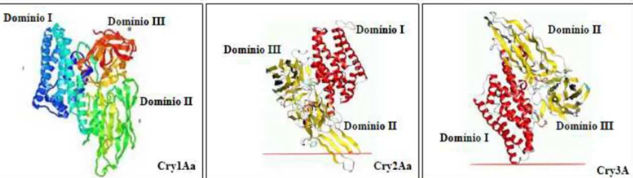Figura 9. Representação da estrutura tridimensional das três toxinas Cry1Aa, Cry2Aa e Cry3Aa  (Martins, 2009) 