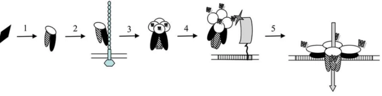 Figura  12. Modelo  de  ação  das  toxinas  Cry.  1-  solubilização  e  ativação  da  protoxina;  2-  ligação  da  toxina monomérica com CADR ou GCR, mudança conformacional da toxina e clivagem da α-hélice 1; 