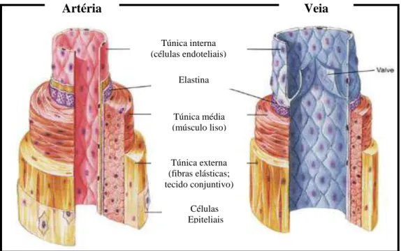 Figura 2 – Comparação estrutural das artérias e veias do organismo humano (adaptado  de Fox, 2004)