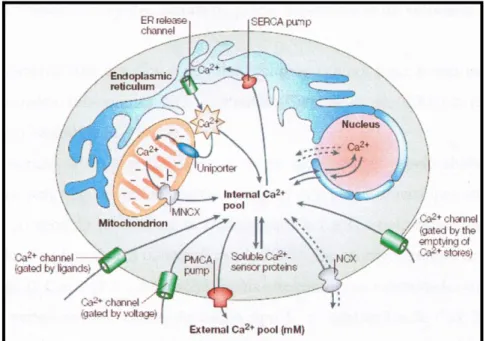 Figura  10:  Representação  dos  diferentes  tipos  de  canais  que  promovem  a  regulação da concentração intracelular de cálcio (Adaptado de Carafoli, 2003)