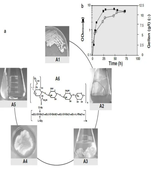 Figure  4.  (a)  Typical  fermentation  process  for  gellan  production  and  its  purification  at  a  laboratory  scale