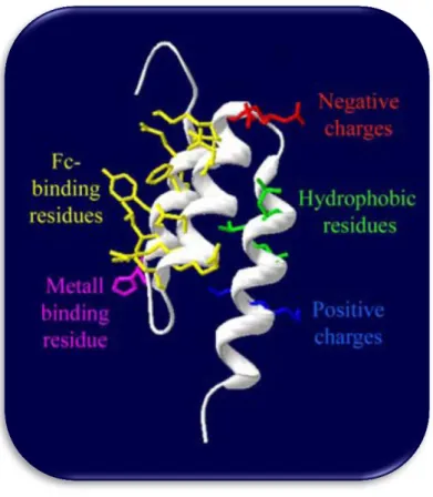 Figure 7. Selective protein properties. Example of properties that are used to separate one protein from  another [57]