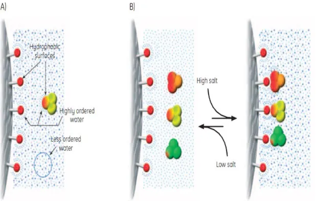 Figure  11.  A)  Highly  ordered  water  shells  surround  the  hydrophobic  surfaces  of  ligands  and  proteins
