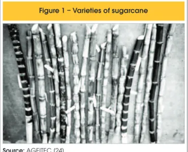 Figure 1 – Varieties of sugarcane