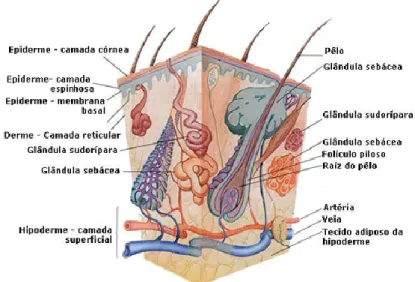 Figura 1- Estrutura da pele (in Seeley et al, 2006). 