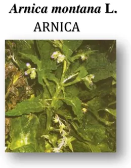 Figura 8- Arnica montana (in Cunha et al., 2012). 