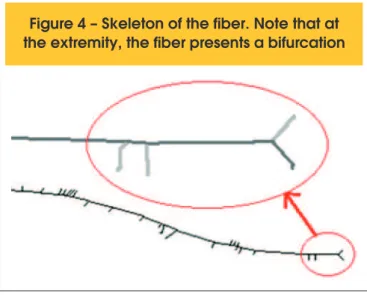 Figure 4 – Skeleton of the fiber. Note that at  the extremity, the fiber presents a bifurcation