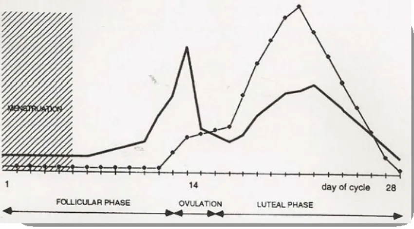 Figura 1 - Hormonas sexuais femininas durante as diferentes fases do ciclo menstrual (em  MacGregor, 1996) 
