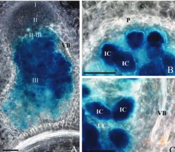Figure 1. Histochemical localization of GUS activity in longitudinal (A) and transversal (B and C) sections of root nodules of transgenic M.