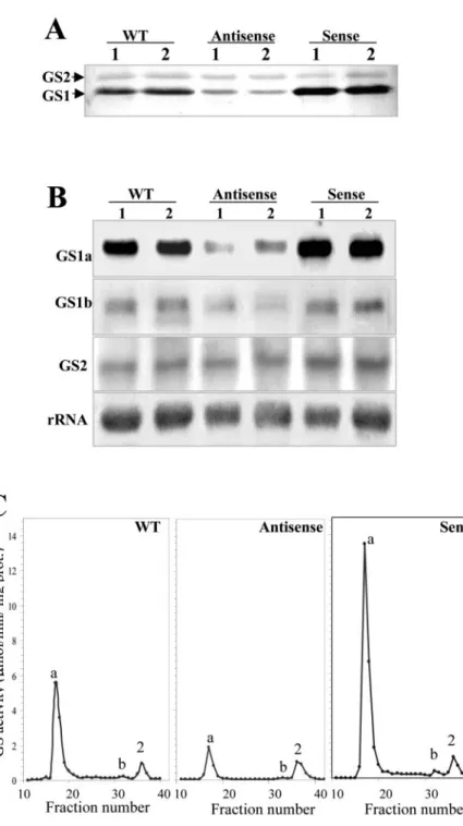 Figure 3. Comparison of GS polypeptides, tran- tran-scripts, and isoenzyme levels in root nodules of two untransformed control plants (WT) and two independent plants of the transgenic lines LbASB-2 (Antisense) and LbSA-12 (Sense), showing the lowest and hi