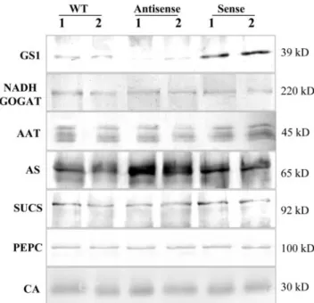 Figure 4. Western-blot analysis of polypeptide abundance for sev- sev-eral key enzymes involved in carbon and nitrogen metabolism.