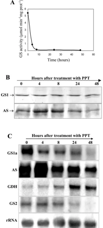 Figure 6. Analysis of GS, AS, and GDH expression in nodules of PPT-treated plants. The analyses were performed in nodules collected at 0, 4, 8, 24, and 48 h after PPT treatment