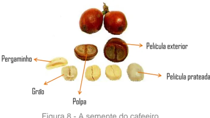Figura 8 - A semente do cafeeiro.  